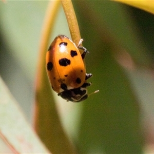 Hippodamia variegata (Spotted Amber Ladybird) at Holt, ACT - Yesterday by AlisonMilton