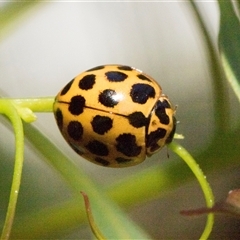 Harmonia conformis (Common Spotted Ladybird) at Holt, ACT - Yesterday by AlisonMilton
