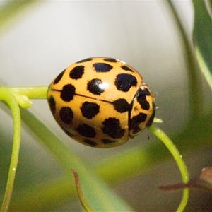 Harmonia conformis (Common Spotted Ladybird) at Holt, ACT - Yesterday by AlisonMilton
