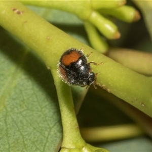 Diomus notescens (Little two-spotted ladybird) at Holt, ACT - Yesterday by AlisonMilton