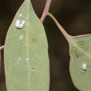 Glycaspis sp. (genus) at Holt, ACT - Yesterday by AlisonMilton