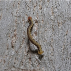 Geometridae (family) IMMATURE at Holt, ACT - Yesterday by AlisonMilton