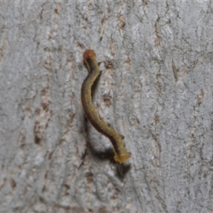 Geometridae (family) IMMATURE at Holt, ACT - Today by AlisonMilton