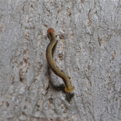 Geometridae (family) IMMATURE at Holt, ACT - Yesterday by AlisonMilton