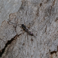 Chalcidoidea (superfamily) at Holt, ACT - 7 Dec 2025 by AlisonMilton