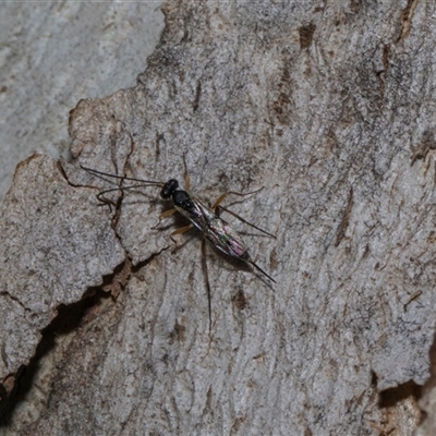 Chalcidoidea (superfamily) at Holt, ACT - 7 Dec 2025 by AlisonMilton