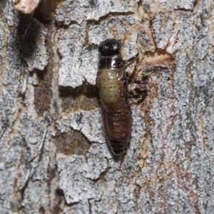 Paropsisterna beata (Blessed Leaf Beetle) at Holt, ACT - Yesterday by AlisonMilton