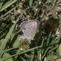 Zizina otis (Common Grass-Blue) at Holt, ACT - Yesterday by AlisonMilton