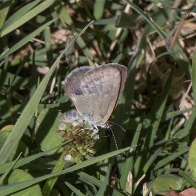 Zizina otis (Common Grass-Blue) at Holt, ACT - Yesterday by AlisonMilton
