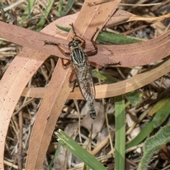 Zosteria sp. (genus) (Common brown robber fly) at Holt, ACT - 7 Dec 2025 by AlisonMilton