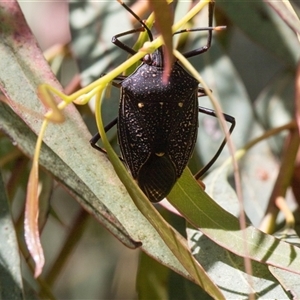 Unverified Shield, Stink or Jewel Bug (Pentatomoidea) at Holt, ACT - Yesterday by AlisonMilton