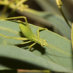 Torbia viridissima at Higgins, ACT - Yesterday by AlisonMilton