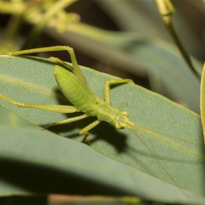 Torbia viridissima at Higgins, ACT - Yesterday by AlisonMilton