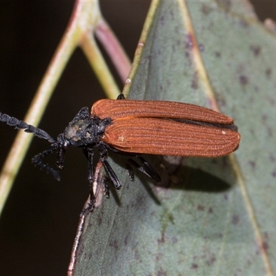 Porrostoma rhipidium (Long-nosed Lycid (Net-winged) beetle) at Higgins, ACT - 7 Dec 2025 by AlisonMilton