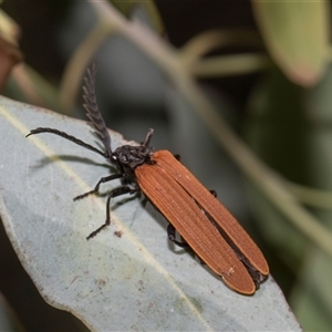 Porrostoma rhipidium (Long-nosed Lycid (Net-winged) beetle) at Holt, ACT - Yesterday by AlisonMilton