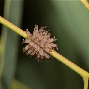 Paropsis atomaria (Eucalyptus leaf beetle) at Higgins, ACT - Yesterday by AlisonMilton