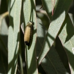 Paropsisterna cloelia (Eucalyptus variegated beetle) at Holt, ACT - 7 Dec 2025 by AlisonMilton