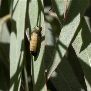 Paropsisterna cloelia (Eucalyptus variegated beetle) at Holt, ACT - Yesterday by AlisonMilton