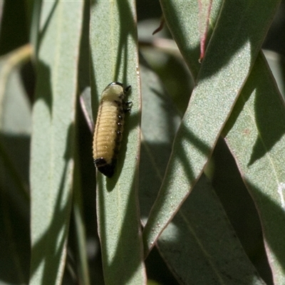 Paropsisterna cloelia (Eucalyptus variegated beetle) at Holt, ACT - 7 Dec 2025 by AlisonMilton