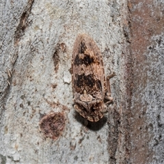 Stenocotis depressa (Leafhopper) at Higgins, ACT - Yesterday by AlisonMilton