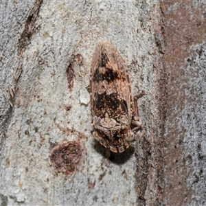 Stenocotis depressa (Leafhopper) at Higgins, ACT - Yesterday by AlisonMilton