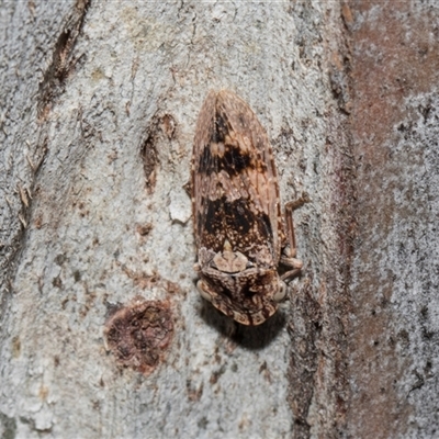 Stenocotis depressa (Leafhopper) at Higgins, ACT - Yesterday by AlisonMilton