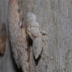 Ledromorpha planirostris (A leafhopper) at Higgins, ACT - Yesterday by AlisonMilton