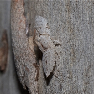 Ledromorpha planirostris (A leafhopper) at Higgins, ACT - Yesterday by AlisonMilton