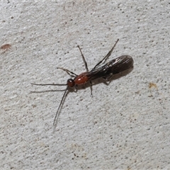 Unverified True fly (Diptera) at Higgins, ACT - Yesterday by AlisonMilton