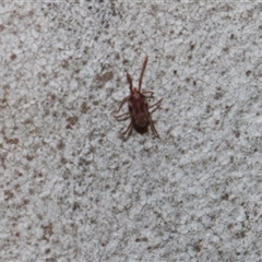 Unverified Mite and Tick (Acarina) at Higgins, ACT - 7 Dec 2025 by AlisonMilton