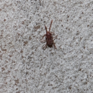 Unverified Mite and Tick (Acarina) at Higgins, ACT - Yesterday by AlisonMilton