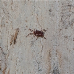 Unverified Mite and Tick (Acarina) at Holt, ACT - 7 Dec 2025 by AlisonMilton