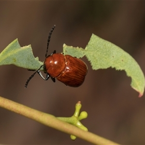 Aporocera (Aporocera) haematodes (A case bearing leaf beetle) at Higgins, ACT - Yesterday by AlisonMilton