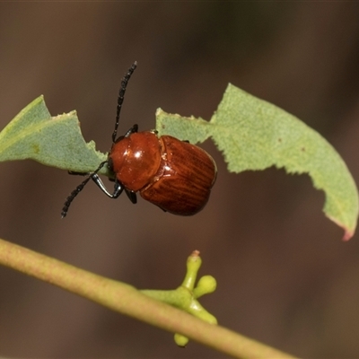 Aporocera (Aporocera) haematodes (A case bearing leaf beetle) at Higgins, ACT - 7 Dec 2025 by AlisonMilton