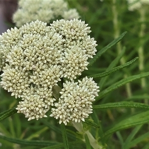 Cassinia (genus) by JARS