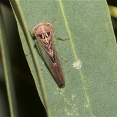 Rosopaella (genus) (A leafhopper) at Higgins, ACT - Yesterday by AlisonMilton