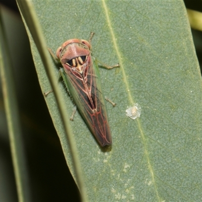 Rosopaella (genus) (A leafhopper) at Higgins, ACT - Yesterday by AlisonMilton