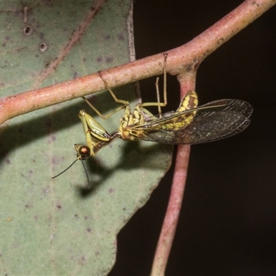 Unverified Other Lacewing (several families) at Holt, ACT - Yesterday by AlisonMilton