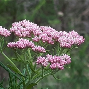 Cassinia (genus) by JARS