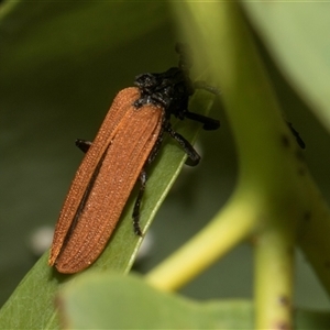 Porrostoma sp. (genus) (Lycid, Net-winged beetle) at Holt, ACT - Yesterday by AlisonMilton