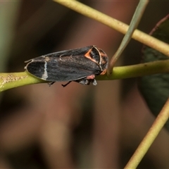 Eurymeloides pulchra at Holt, ACT - Yesterday by AlisonMilton