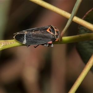 Eurymeloides pulchra at Holt, ACT - Yesterday by AlisonMilton