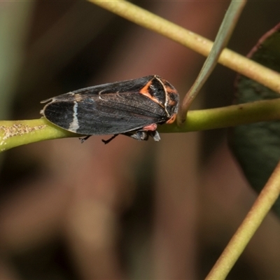 Eurymeloides pulchra at Holt, ACT - Yesterday by AlisonMilton