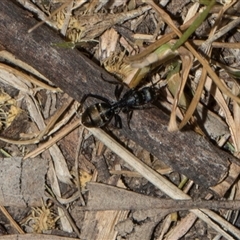 Camponotus aeneopilosus (A Golden-tailed sugar ant) at Higgins, ACT - Yesterday by AlisonMilton