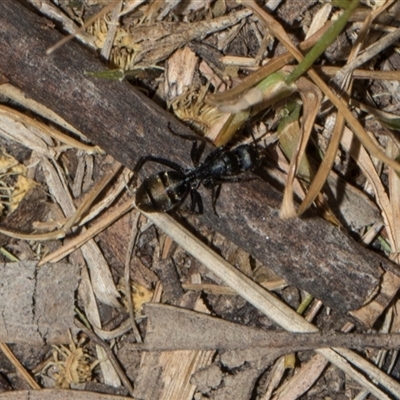 Camponotus aeneopilosus (A Golden-tailed sugar ant) at Higgins, ACT - Yesterday by AlisonMilton