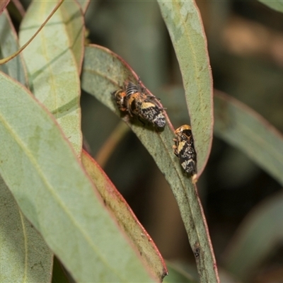 Eurymeloides adspersa (Gumtree hopper) at Holt, ACT - Yesterday by AlisonMilton