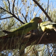 Polytelis swainsonii at Weston, ACT - 7 Dec 2025 by HelenCross