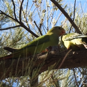 Polytelis swainsonii at Weston, ACT - Yesterday by HelenCross
