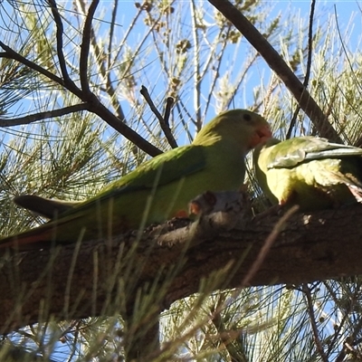 Polytelis swainsonii at Weston, ACT - 7 Dec 2025 by HelenCross