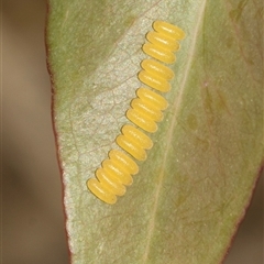 Paropsisterna fastidiosa (Eucalyptus leaf beetle) at Weetangera, ACT - 24 Feb 2023 by AlisonMilton